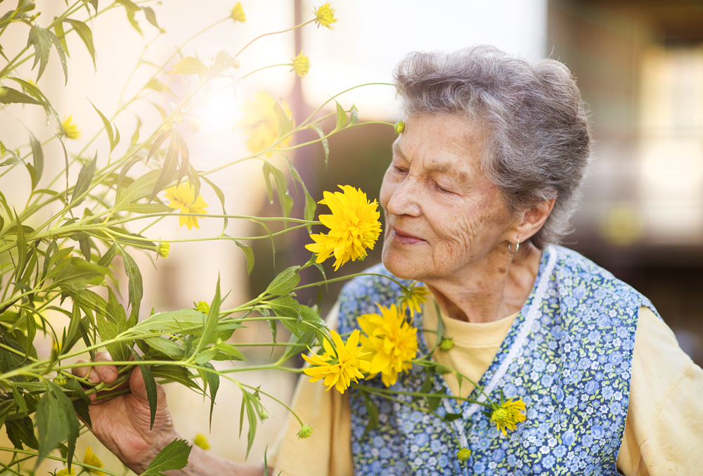 Portrait,Of,Senior,Woman,In,Apron,With,Yellow,Flower,In